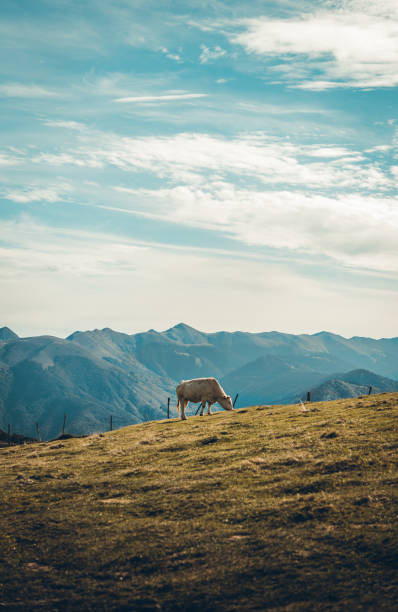 Cow on top of the mountain