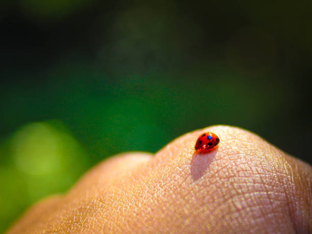 la coccinella a portata di mano - ladybug grass leaf close up foto e immagini stock