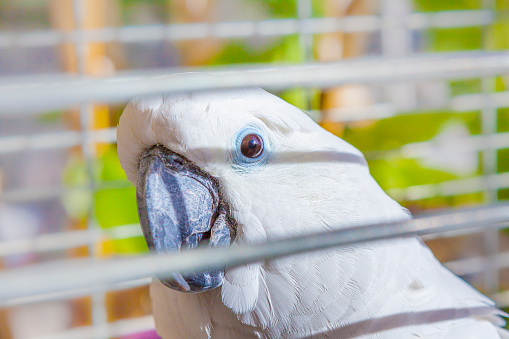 White cockatoo -  Cacatua alba