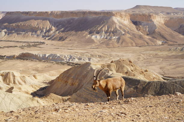 istock Nubian ibex in the Negev desert 1358096195