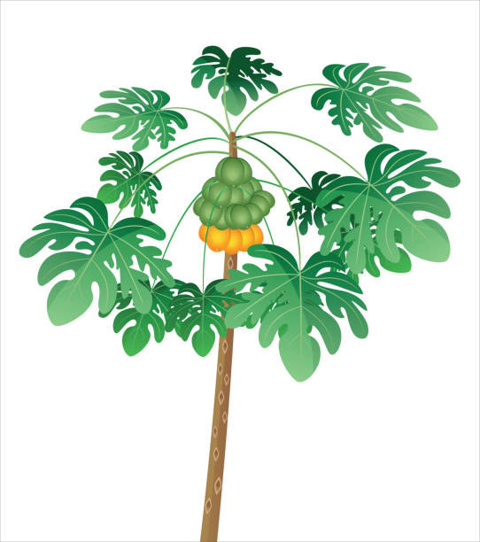 ilustrações, clipart, desenhos animados e ícones de mamão - papaieira