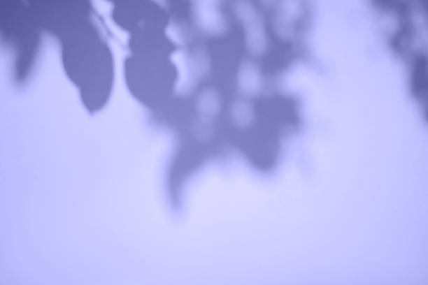 Shadow of leaves tree on purple background. Sun day. Overlay, copy space.