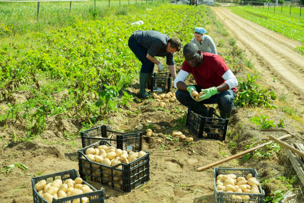 istock Woman helps men harvests potatoes on  field 1358097782