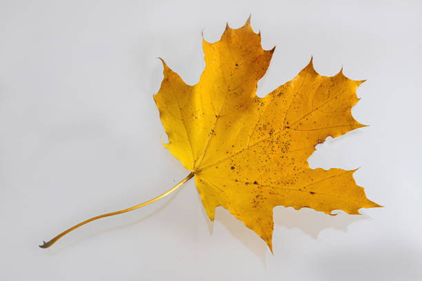 istock Yellow maple leaf as an autumn symbol. Isolated on white 1358098776