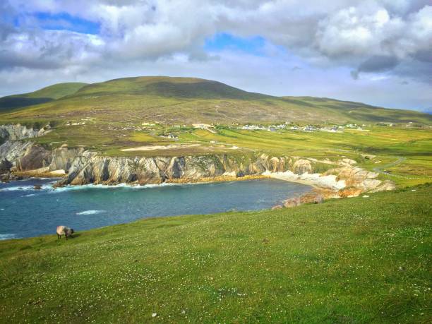 Lonely sheep on Achill Island County Mayo Ireland stock photo