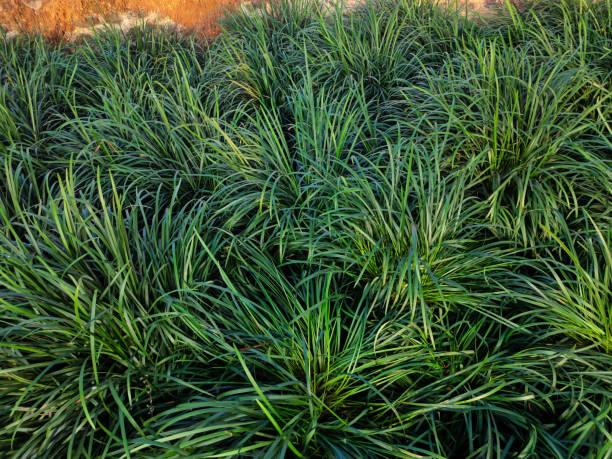 Stock photo of mondo grass also known as snakes beard or orphiopogon japoncicus blooming in the garden area under bright sunlight. Picture captured at Kolhapur, Maharashtra, India. stock photo