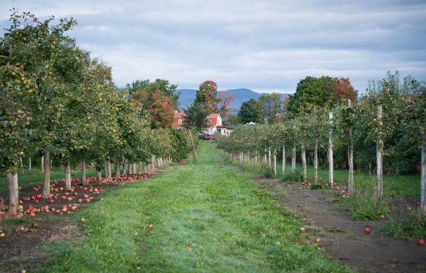 秋ケベック州のオーチャードで赤いリンゴの木とアップルのピッキング、カナダ - macintosh apples 写真 ストックフォトと画像