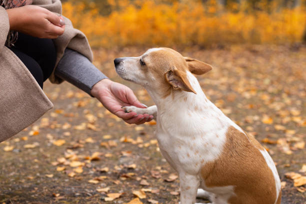istock Jack Russell terrier. Pets. A thoroughbred dog in a nature park 1358100442