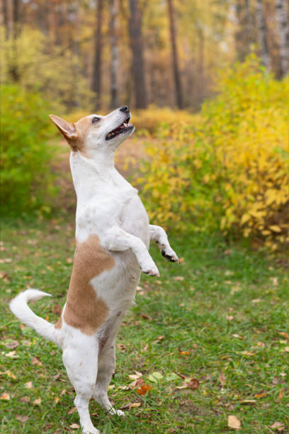 istock Jack Russell terrier. Pets. A thoroughbred dog in a nature park 1358100443