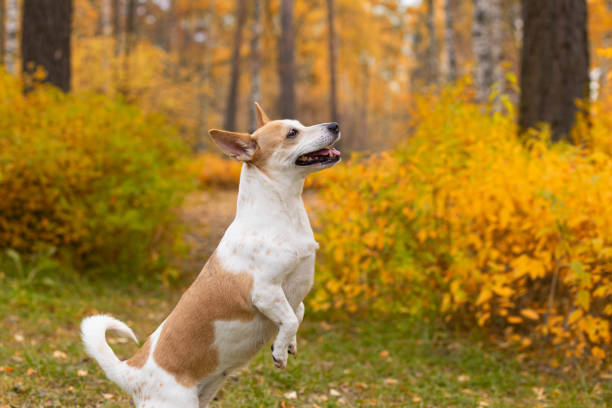 istock Jack Russell terrier. Pets. A thoroughbred dog in a nature park 1358100448