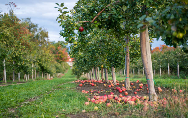 Red Apple Tree and Apple Picking in Orchard in Autumn Quebec,Canada stock photo