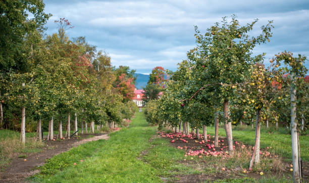 秋ケベック州のオーチャードで赤いリンゴの木とアップルのピッキング、カナダ - macintosh apples 写真 ストックフォトと画像