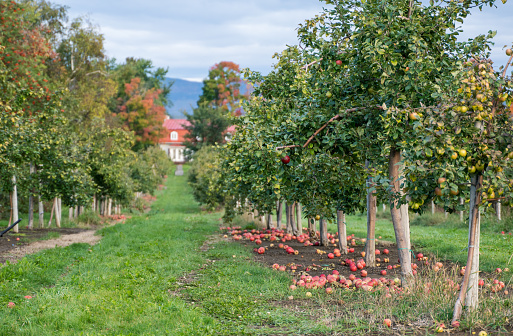Red Apple Tree and Apple Picking in Orchard in Autumn Quebec,Canada