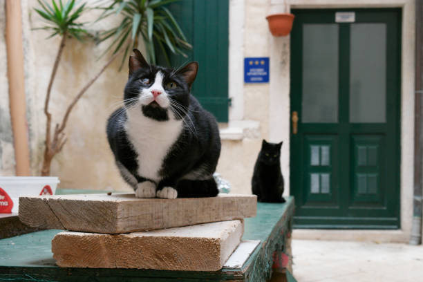 istock Split: Cat in cat village 1358101141