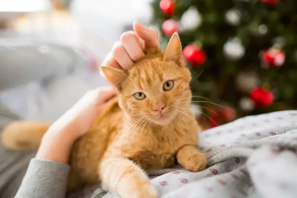 Photo of Unrecognizable woman petting her cute cat