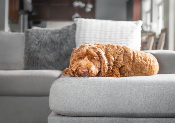 istock Adult labradoodle dog lying sideways on sofa in sunlight. 1358101405