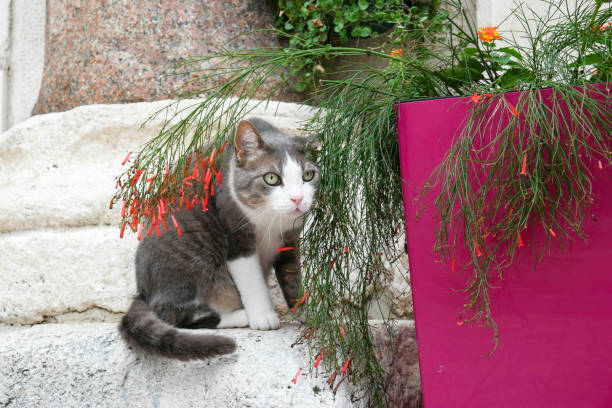 Split, Dalmatia, Croatia - November 2021: Cat in the Peristyle of antique roman Diocletian's Palace