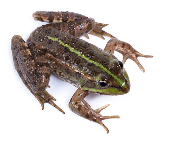 istock Marsh Frog, Rana ridibunda 135810184