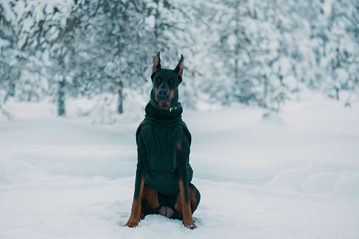Doberman dog is sitting in the snow in a winter forest.