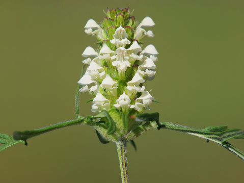 White flower of cutleaf selfheal plant. Prunella laciniata