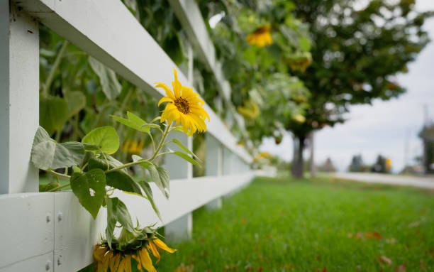 ile d'OrlEans (French for D'orleans Island)，Agriculture pictures