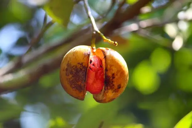 The ripe nutmeg