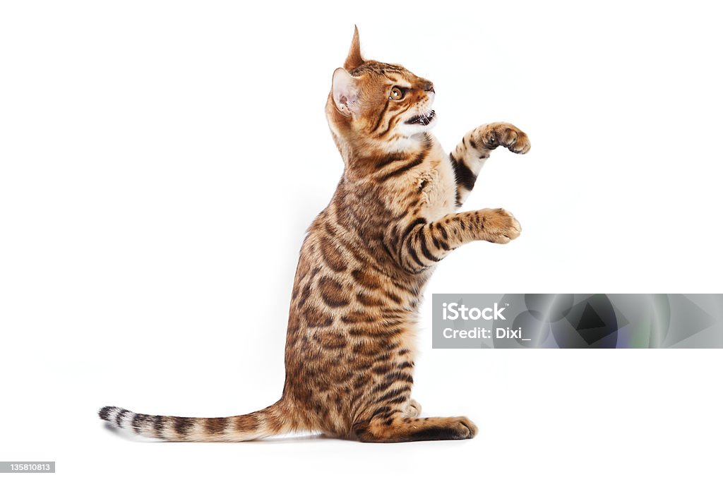 Bengal cat on white background Domestic Cat Stock Photo