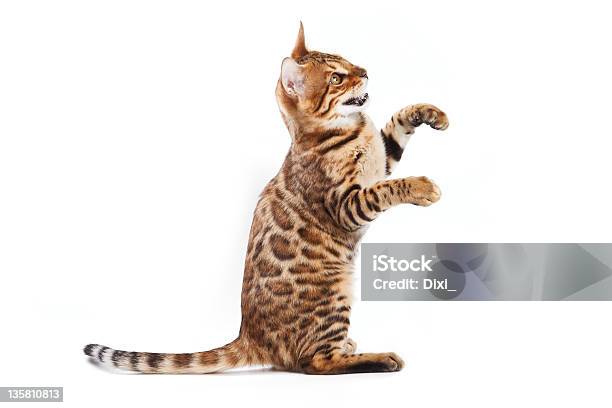 Bengal Cat On White Background Stock Photo - Download Image Now - Domestic Cat, Feline, Animal