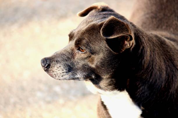 Cute pet dog