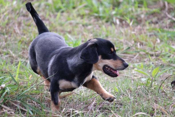 istock cachorro au au - canis lupus familiaris 1358109189