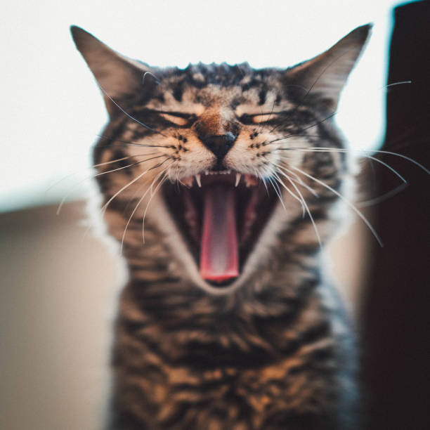 istock Big Yawns For Little Kittens 1358109262