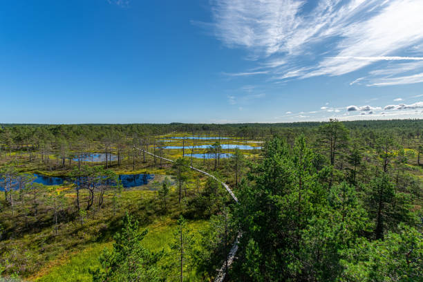 istock Viru bog nature trail, Lahemaa Estonia 1358109588