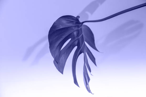 Close up of green monstera leaf on a backlit light background