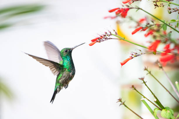 Iridescent and glittering green hummingbird feeding on red flowers in a garden. Male Blue-chinned Sapphire hummingbird, Chlorestes notata, feeding on red Antigua Heath flowers with a light background. blue chinned sapphire hummingbird stock pictures, royalty-free photos & images