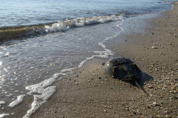 istock Horseshoe crab enter in the water after mating,  Limulus polyphemus 1358113250