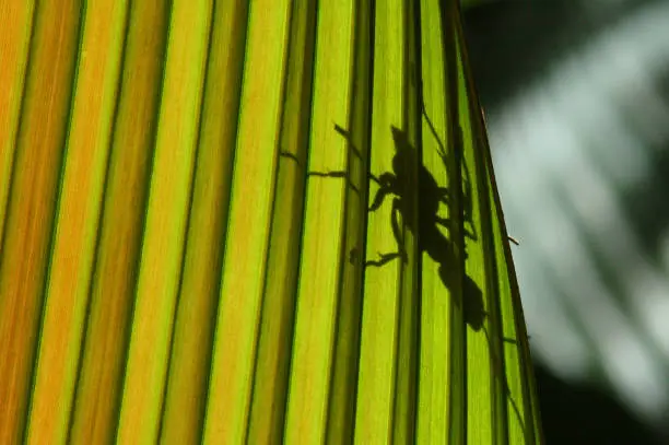 ant shadow on a palm, Costarica