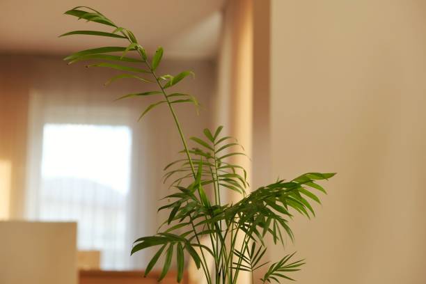 istock Houseplant that grow indoor for decorative purpose. 1358113298
