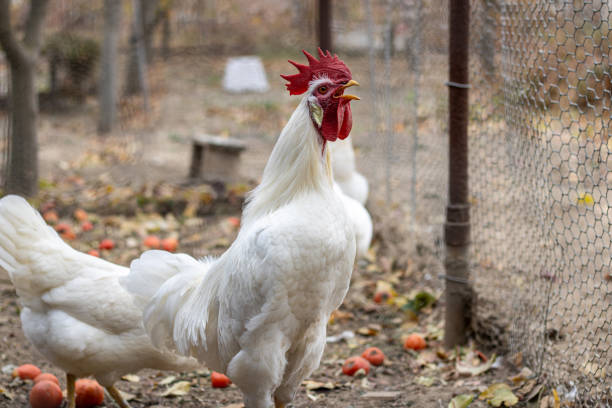 The white rooster and chickens went out for a walk and looked in amazement. stock photo