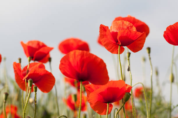 istock Red poppy flowers 1358114552