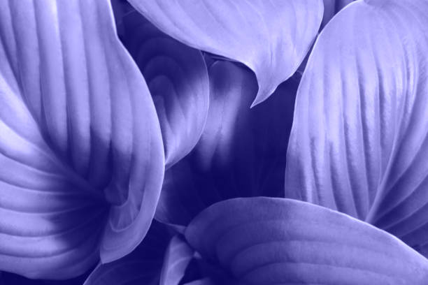 istock Background from fresh violet textured leaves. Nature close up 1358116572