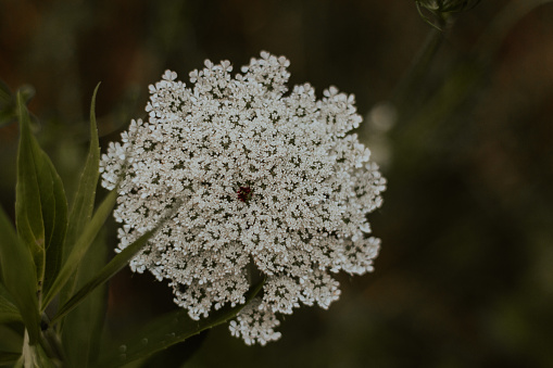 Close up of a beautiful Queen Anne's Lace in Clarksville, TN, United States