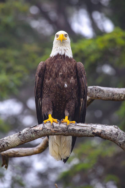 istock Wild bald eagle on the Oregon Coast 1358118671