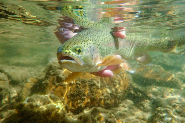 Trout caught in the Boise River in downtown Boise, Idaho stock photo