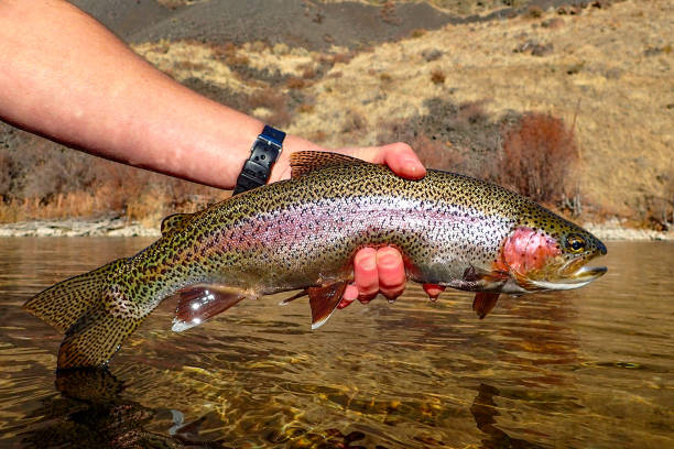 istock Wild native rainbow trout in the South Fork Boise River 1358121705