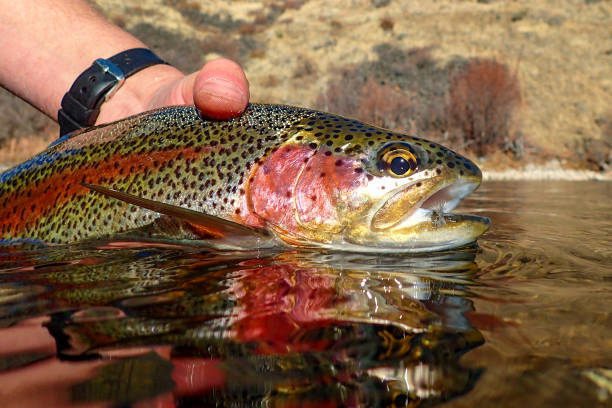 istock Wild native rainbow trout in the South Fork Boise River 1358121706
