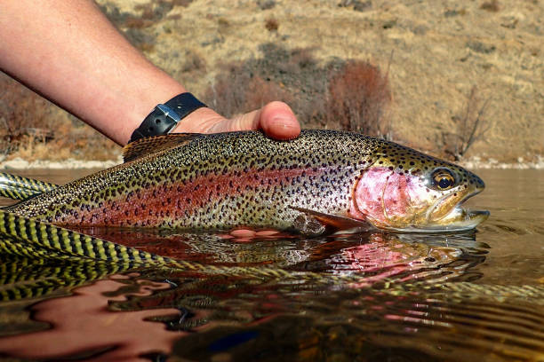 istock Wild native rainbow trout in the South Fork Boise River 1358122306