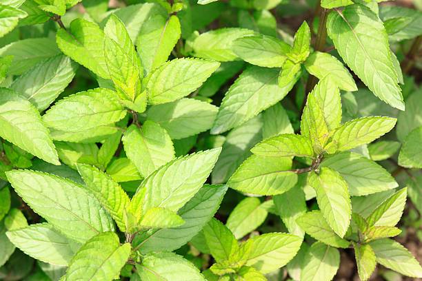 minze pflanze lat. mentha aquatica - mentha aquatica stock-fotos und bilder