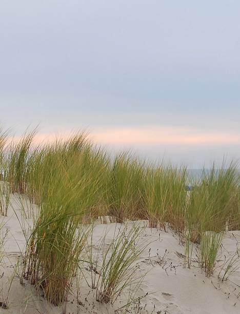 istock Dunes at the Baltic Sea 1358122838
