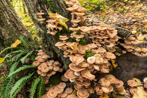 Agaricus mushrooms grow in the forest, against the background of green grass. The idea of collecting forest, edible mushrooms. High quality photo