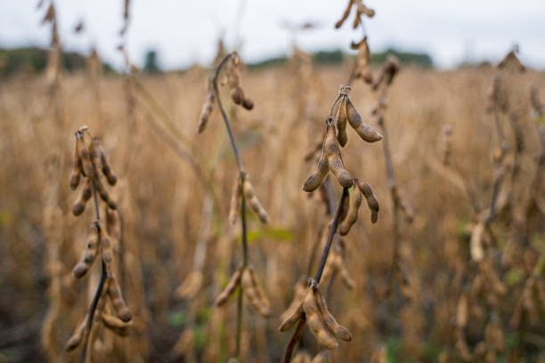 Soybean plant field ready for harvest